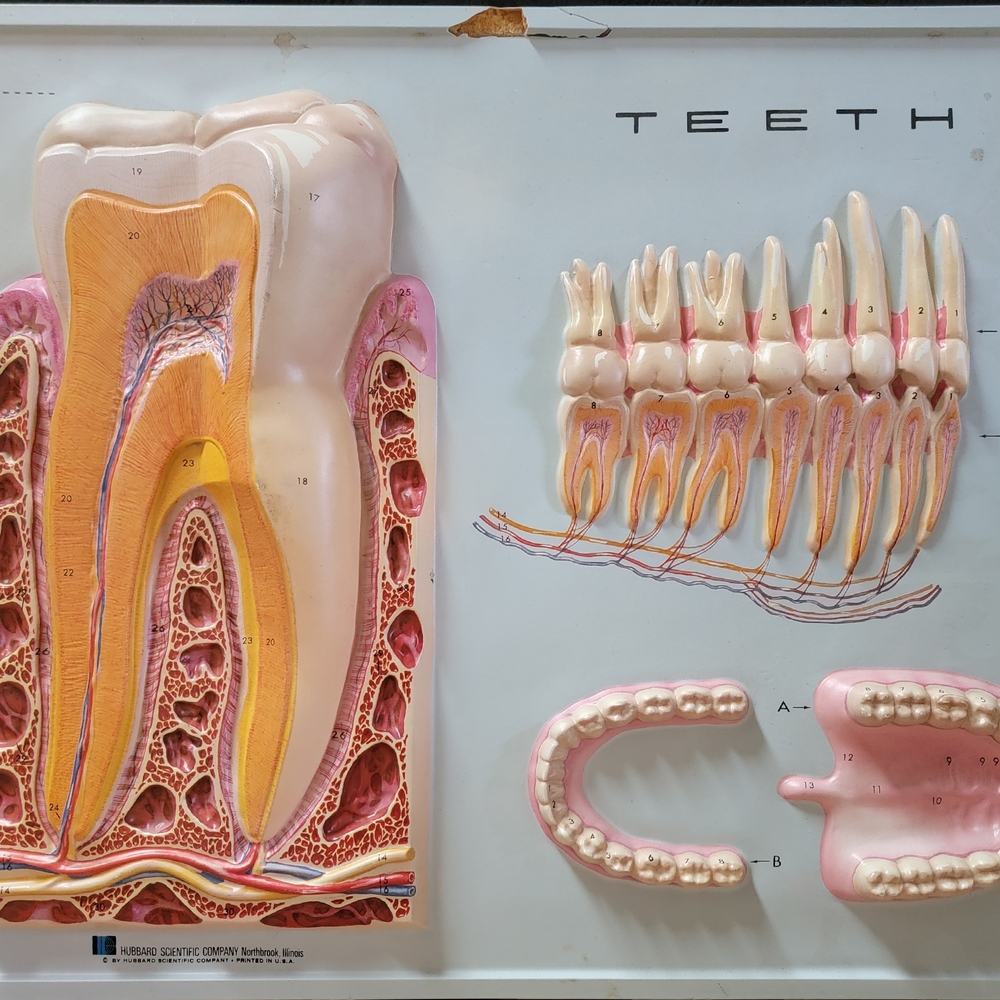 Hubbard 3D Scientific Model 1967 TEETH